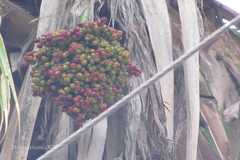 Pritchardia pacifica